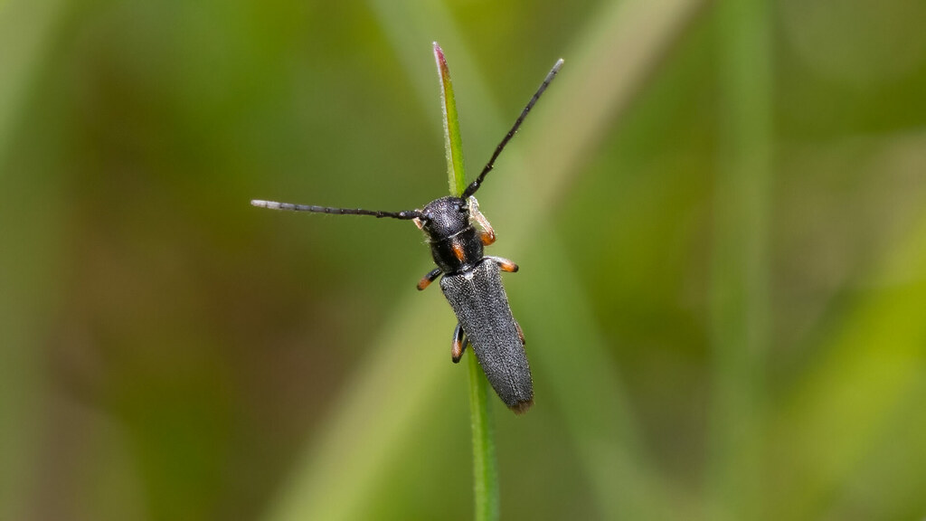 Cerambycidae Phytoecia pustulata