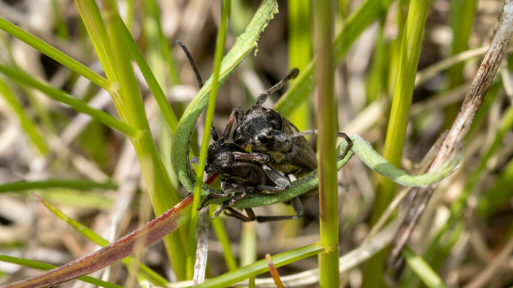 Cerambycidae Phytoecia scutellata