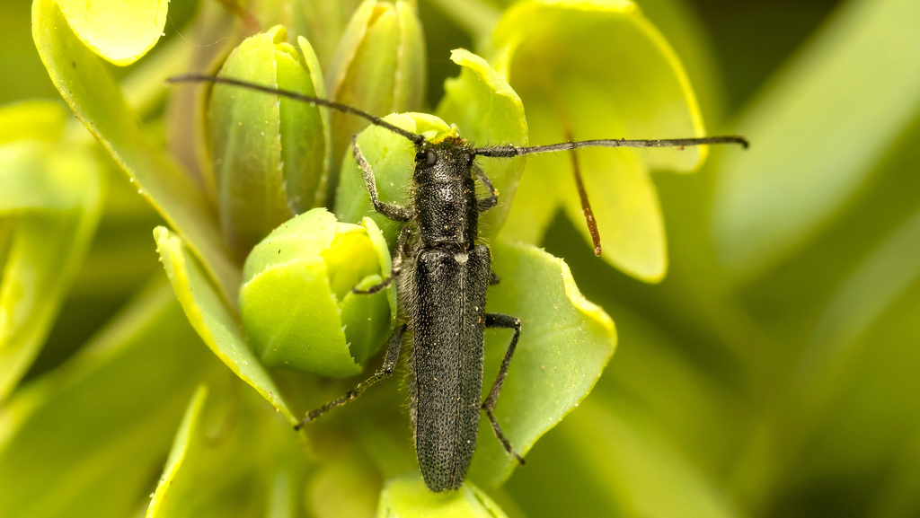 Cerambycidae Phytoecia uncinata