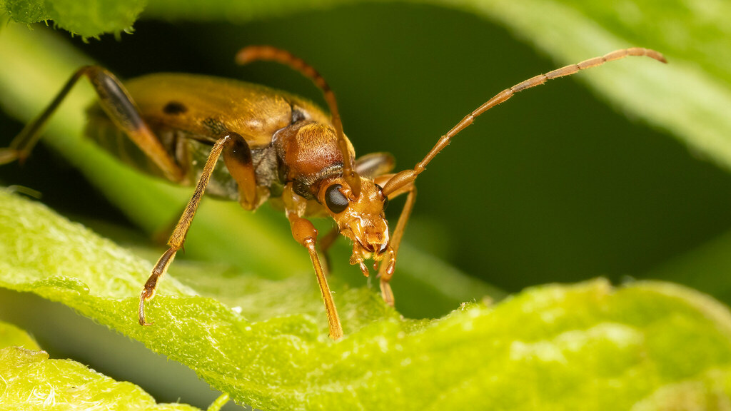 Cerambycidae Pidonia lurida