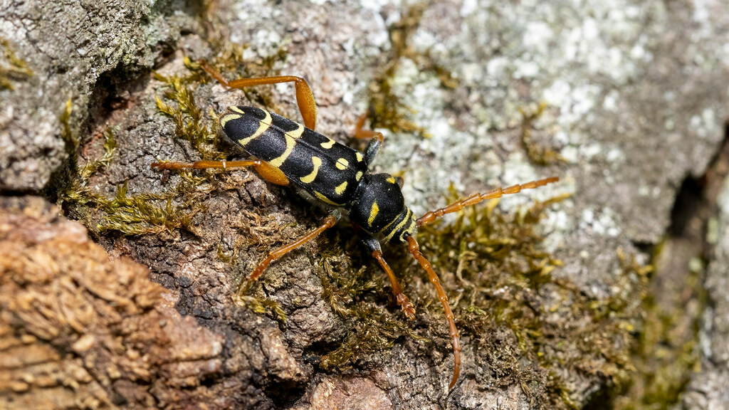 Cerambycidae Plagionotus arcuatus