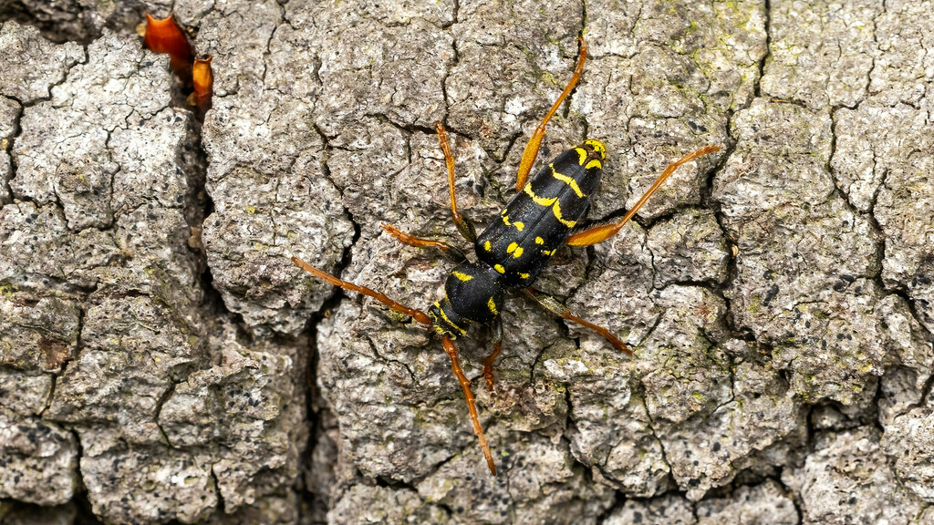 Cerambycidae Plagionotus arcuatus
