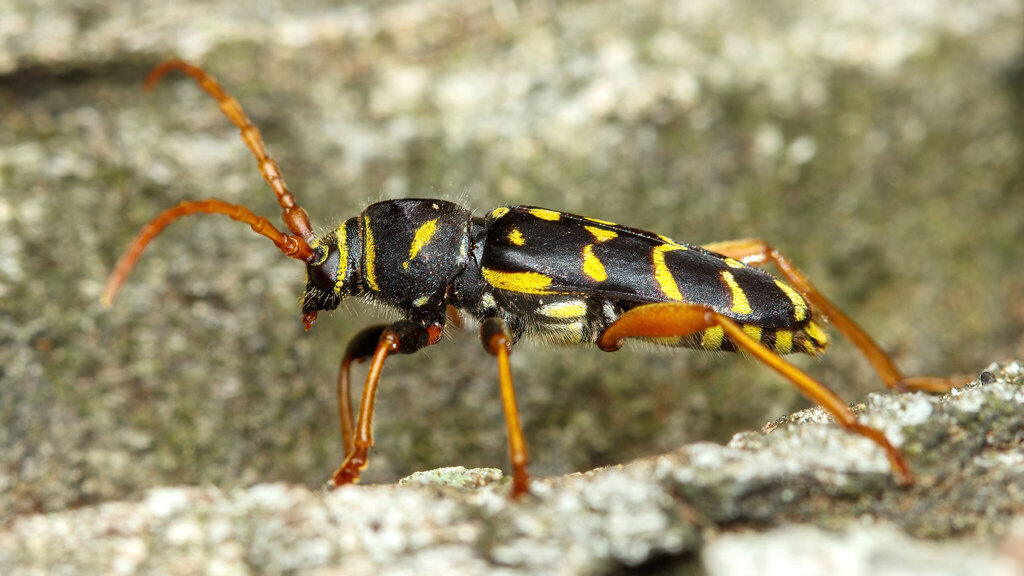 Cerambycidae Plagionotus arcuatus