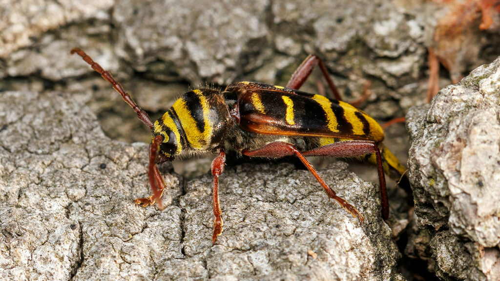Cerambycidae Plagionotus detritus
