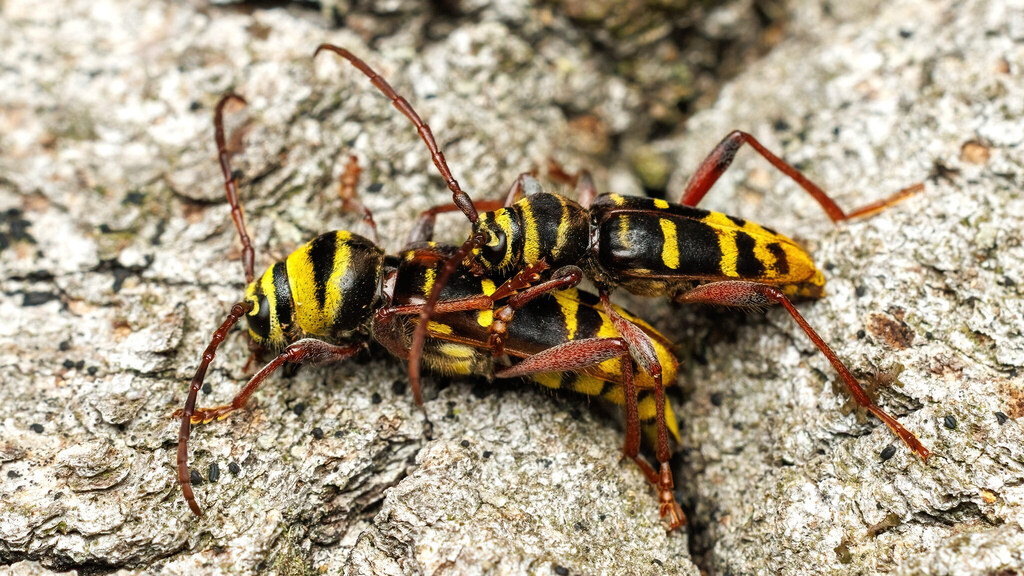 Cerambycidae Plagionotus detritus