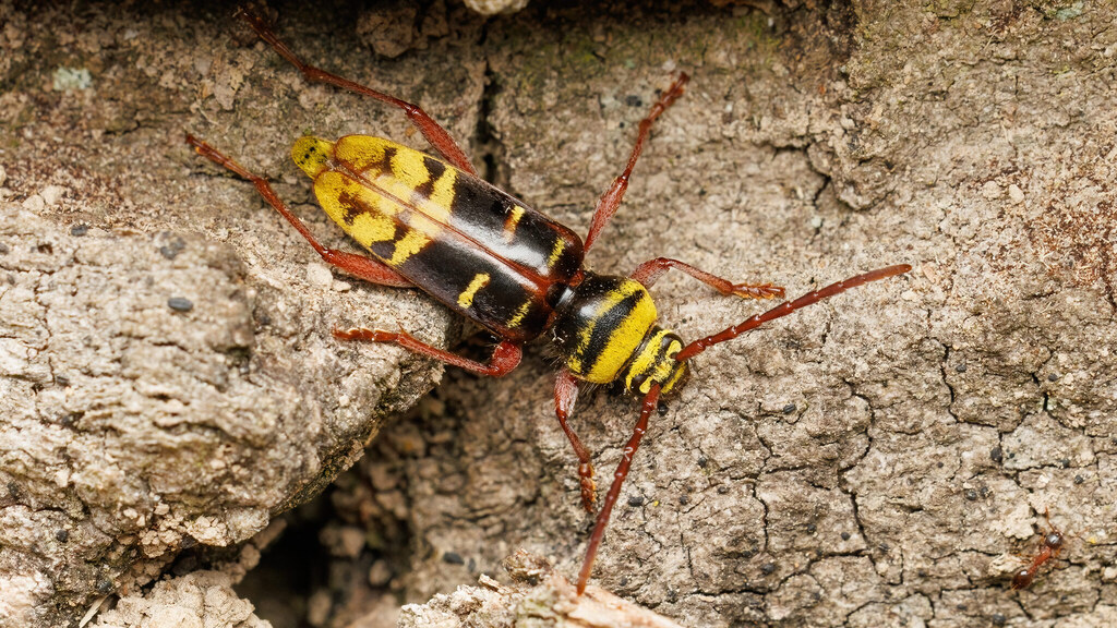 Cerambycidae Plagionotus detritus