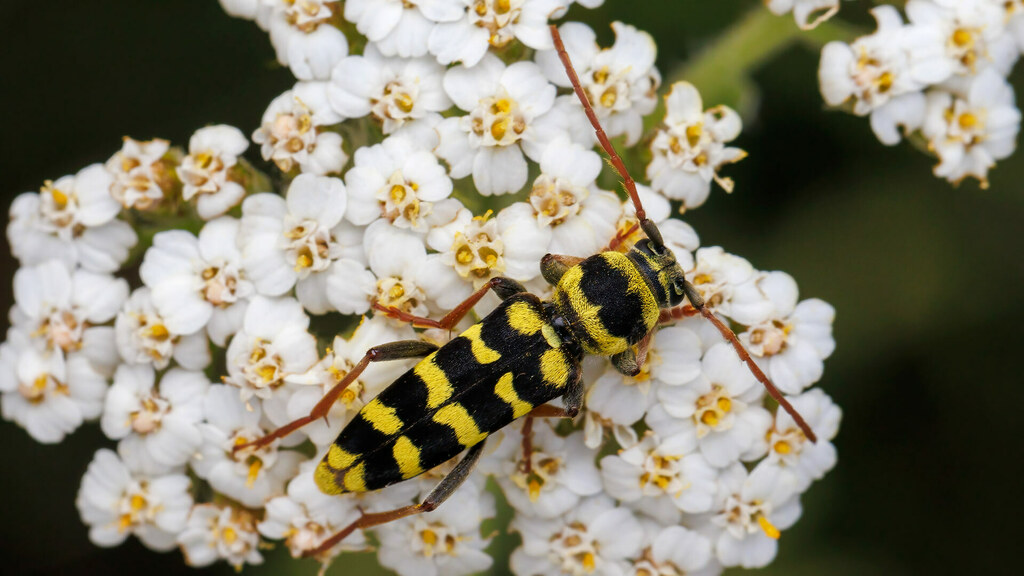 Cerambycidae Plagionotus floralis