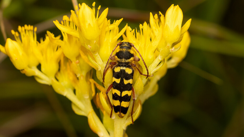 Cerambycidae Plagionotus floralis