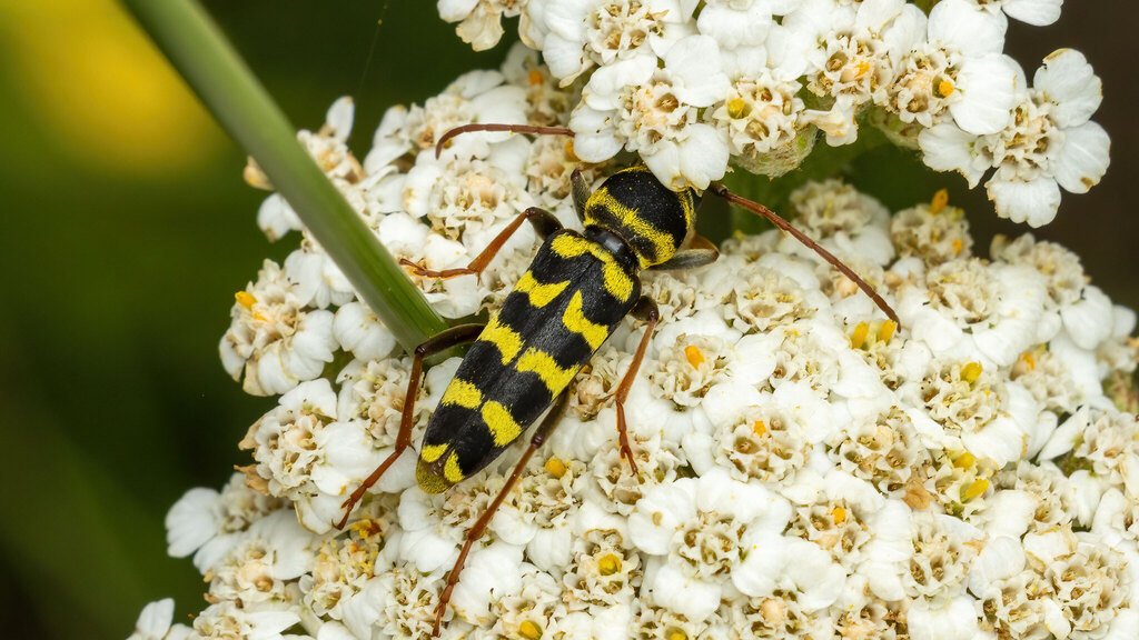 Cerambycidae Plagionotus floralis