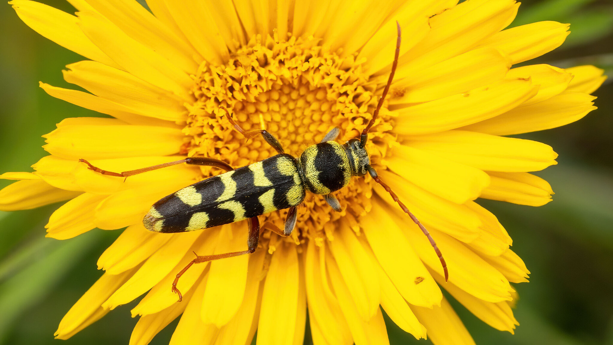 Cerambycidae Plagionotus floralis