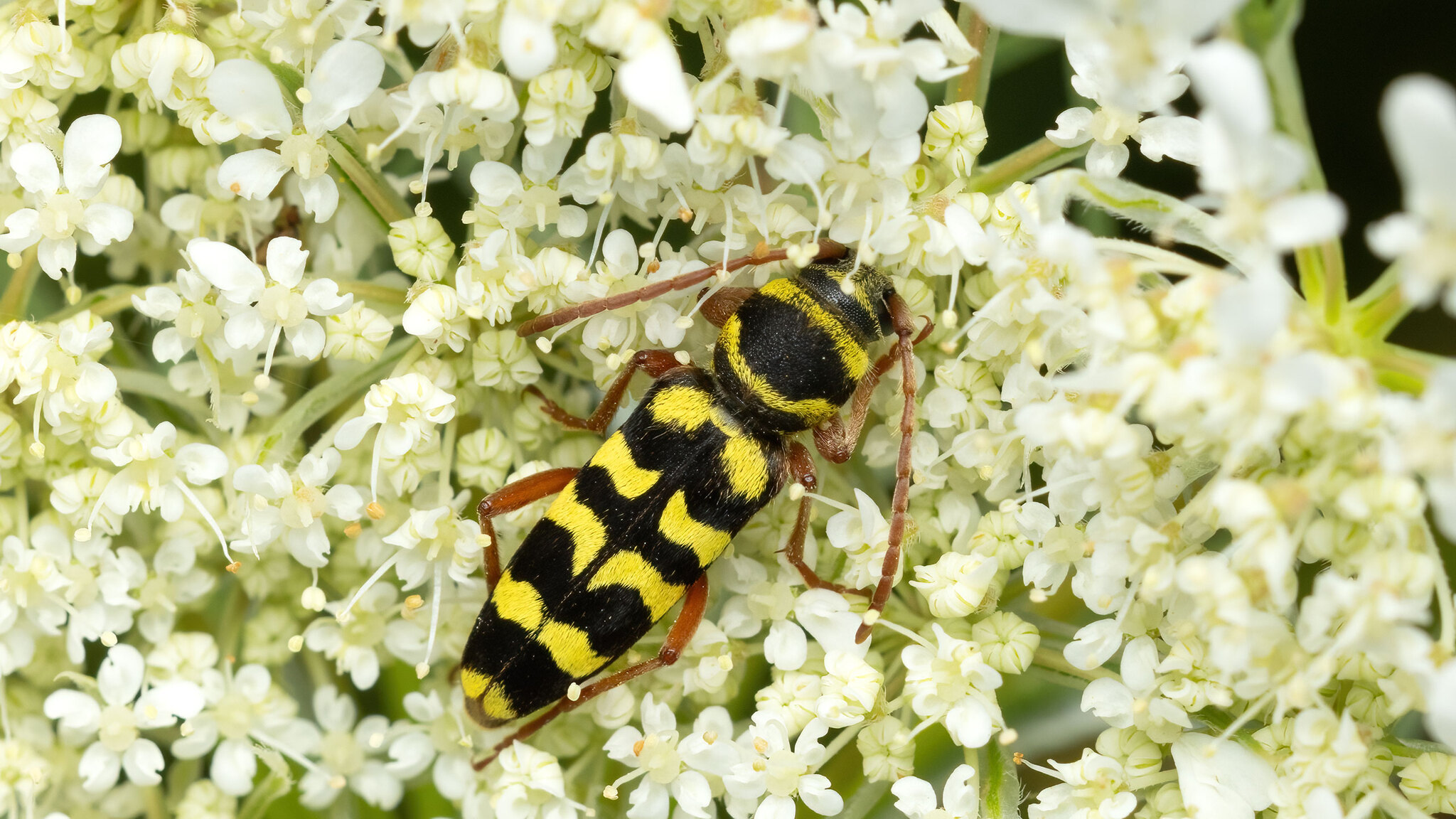 Cerambycidae Plagionotus floralis