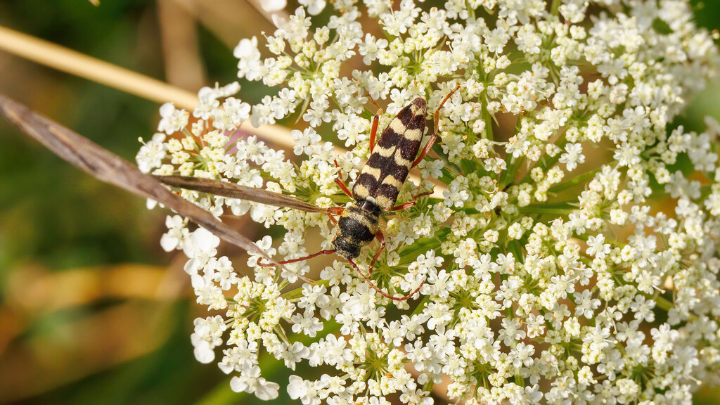 Cerambycidae Plagionotus floralis