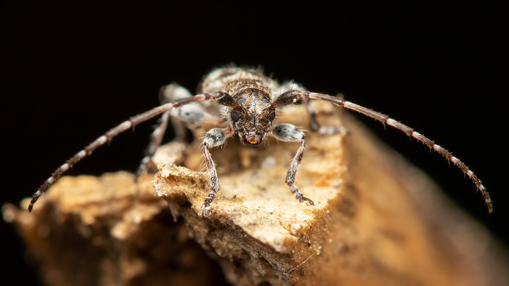 Cerambycidae Pogonocherus decoratus