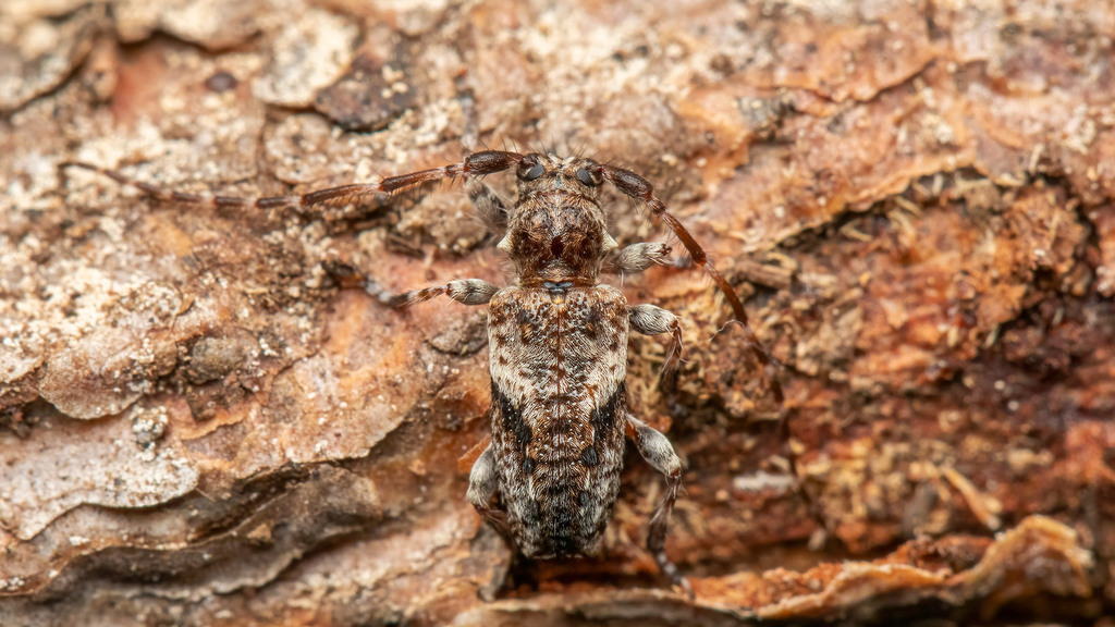 Cerambycidae Pogonocherus decoratus