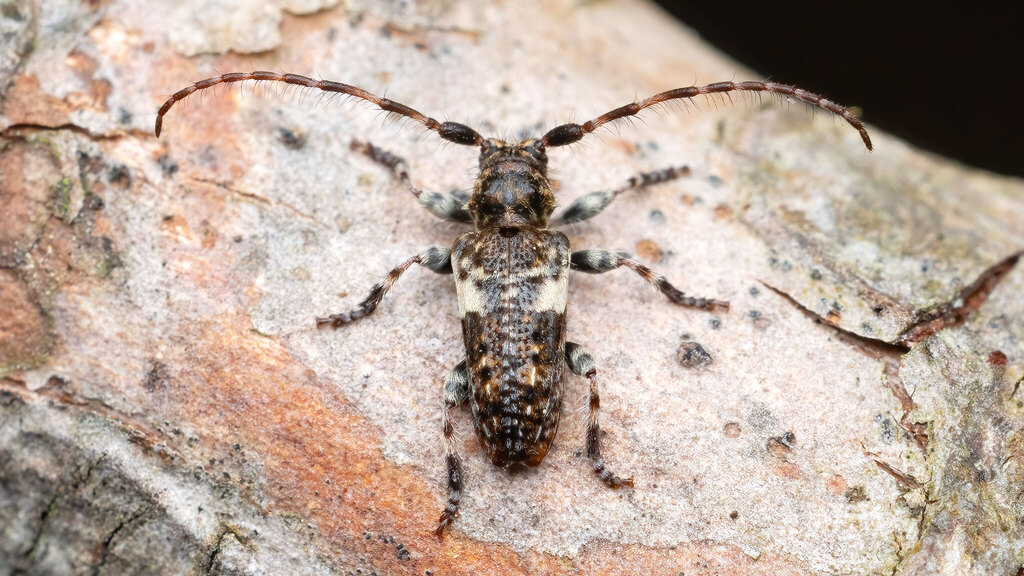 Cerambycidae Pogonocherus fasciculatus