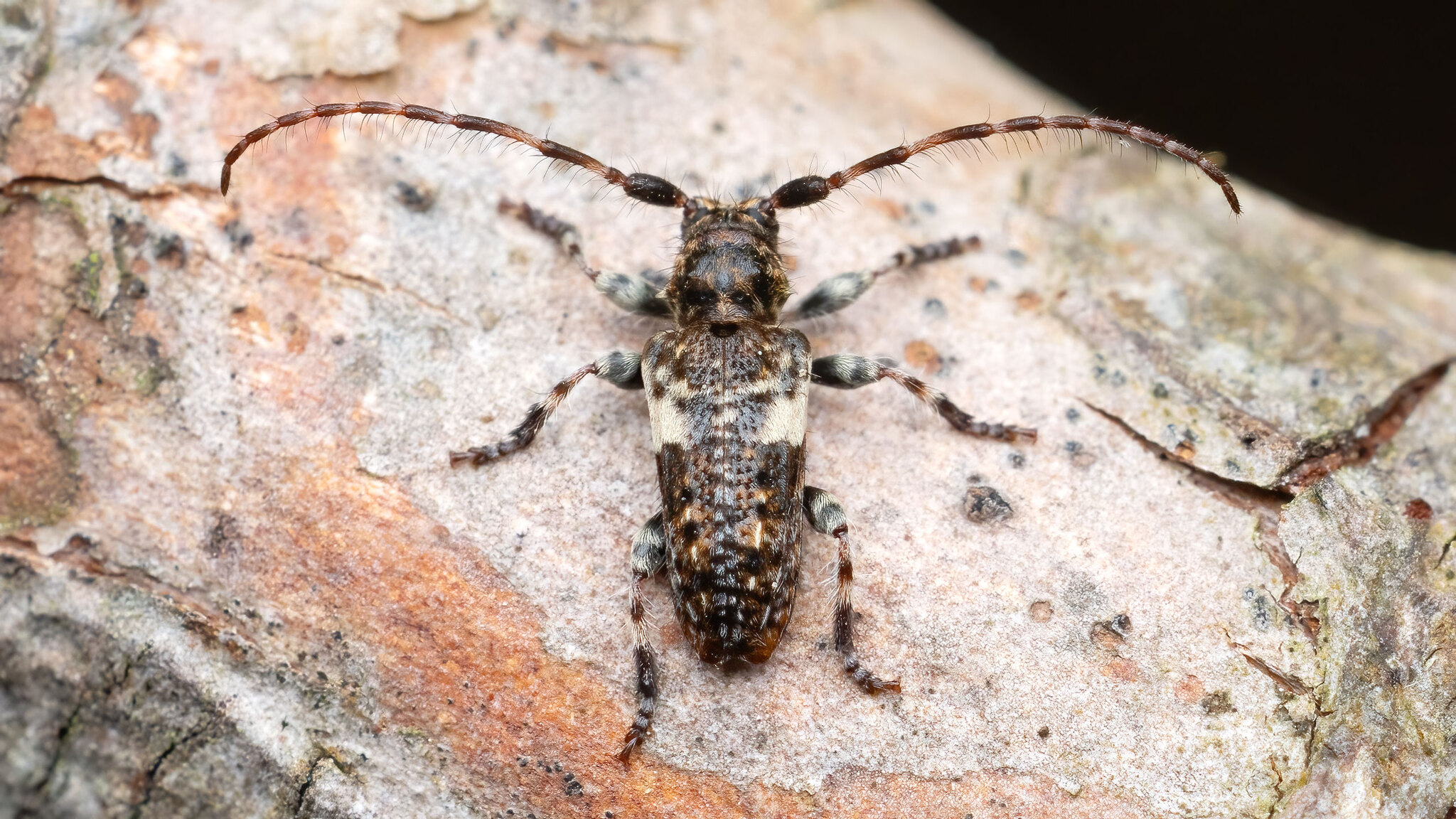 Cerambycidae Pogonocherus fasciculatus