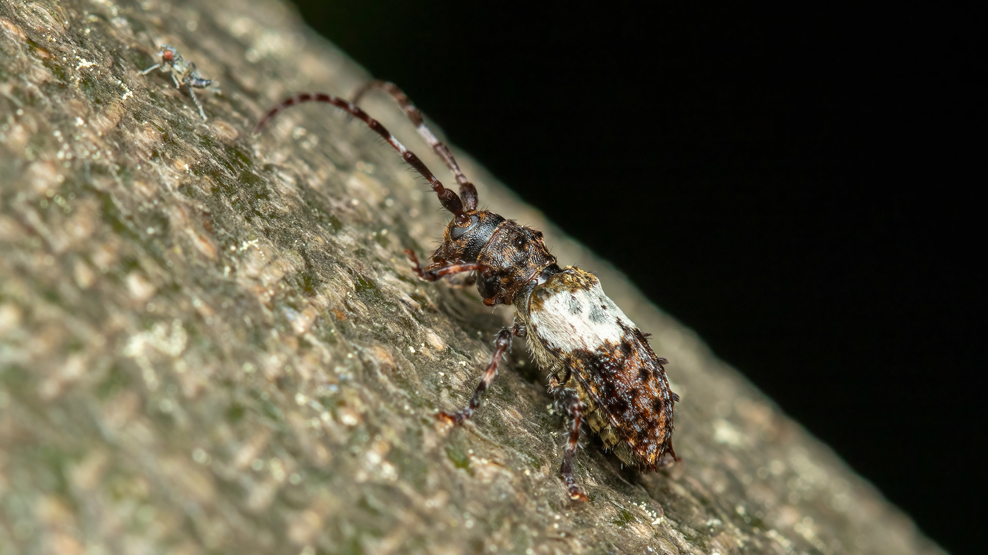 Cerambycidae Pogonocherus hispidulus