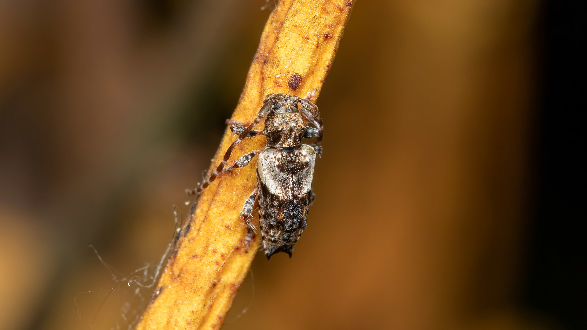 Cerambycidae Pogonocherus hispidus