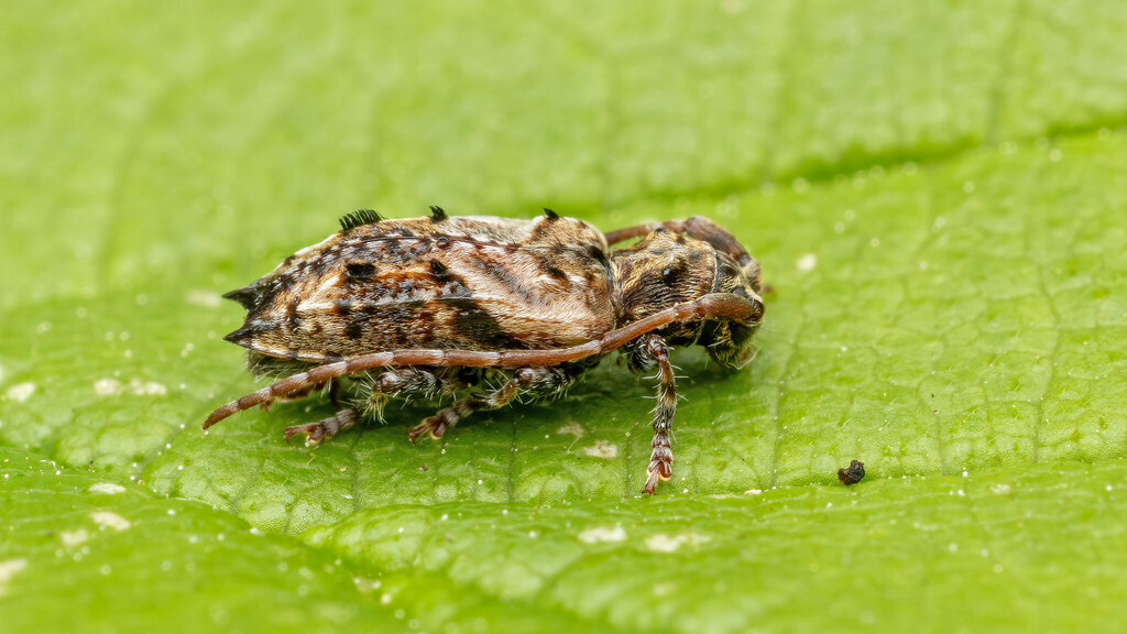 Cerambycidae Pogonocherus hispidus