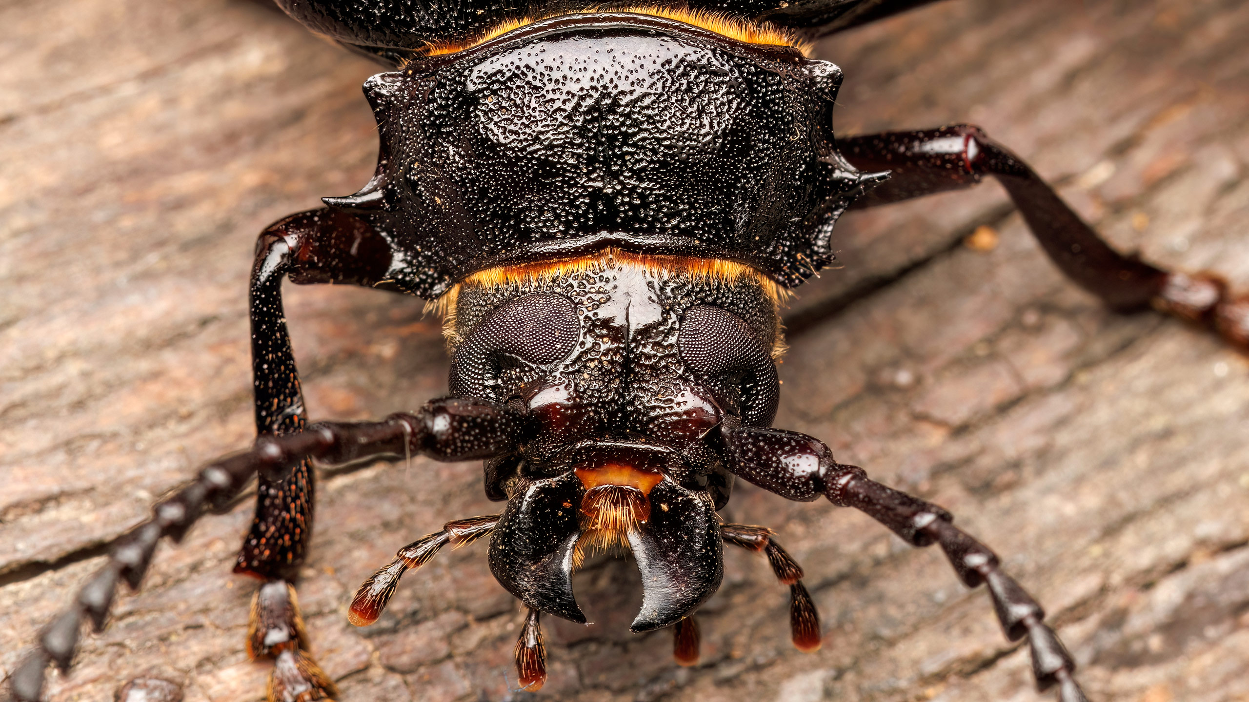 Cerambycidae Prionus coriarius