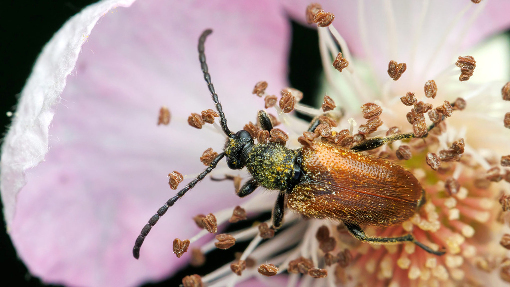Cerambycidae Pseudovadonia livida