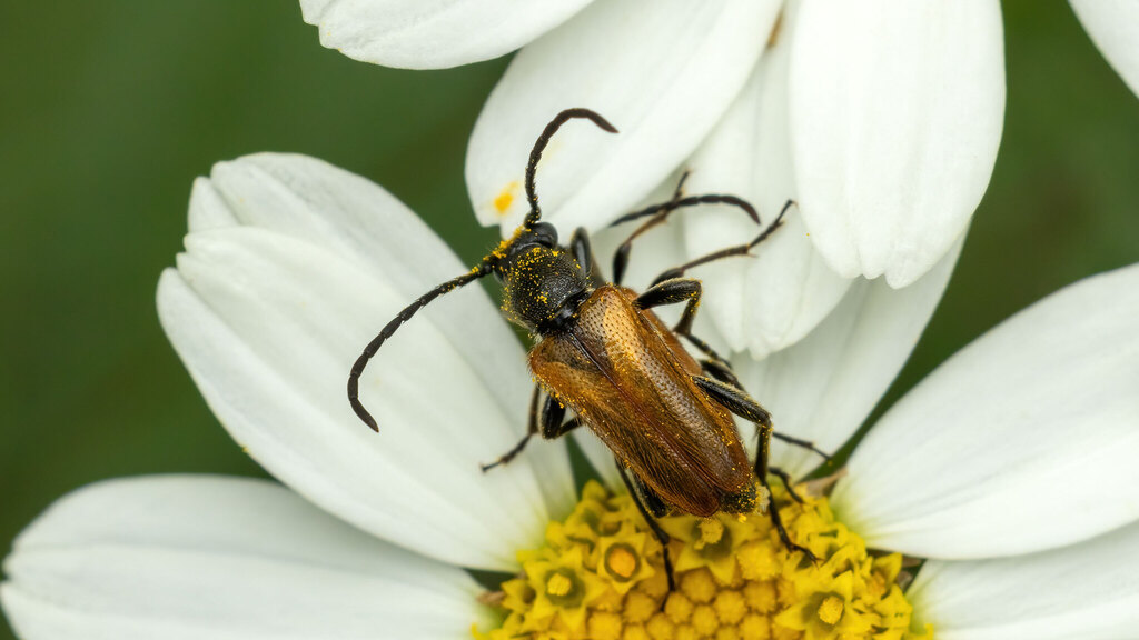 Cerambycidae Pseudovadonia livida