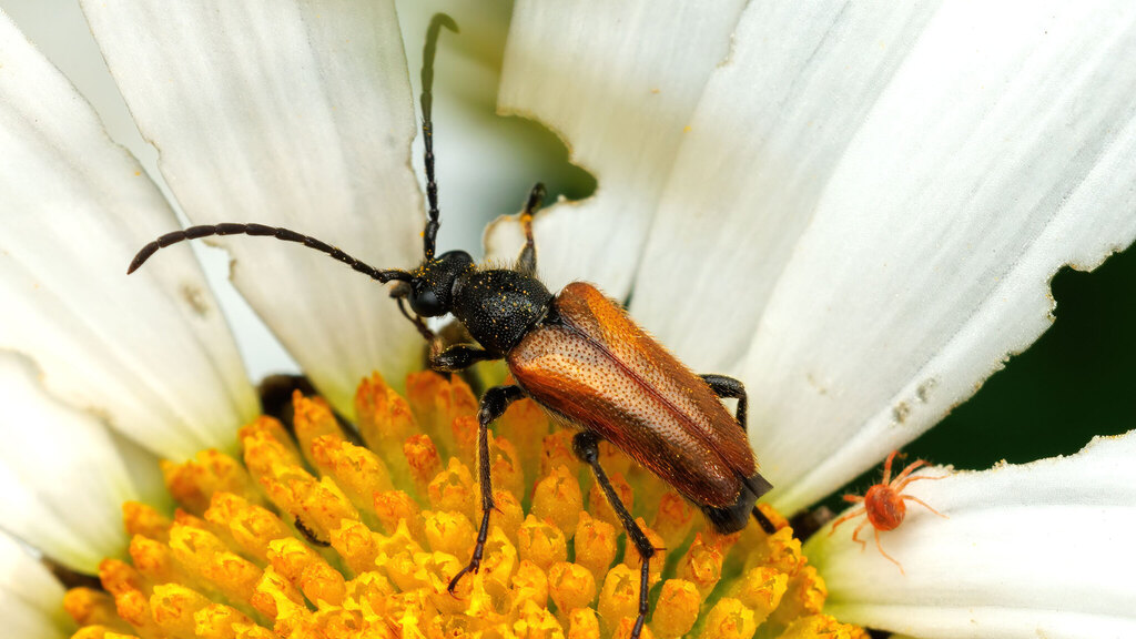Cerambycidae Pseudovadonia livida