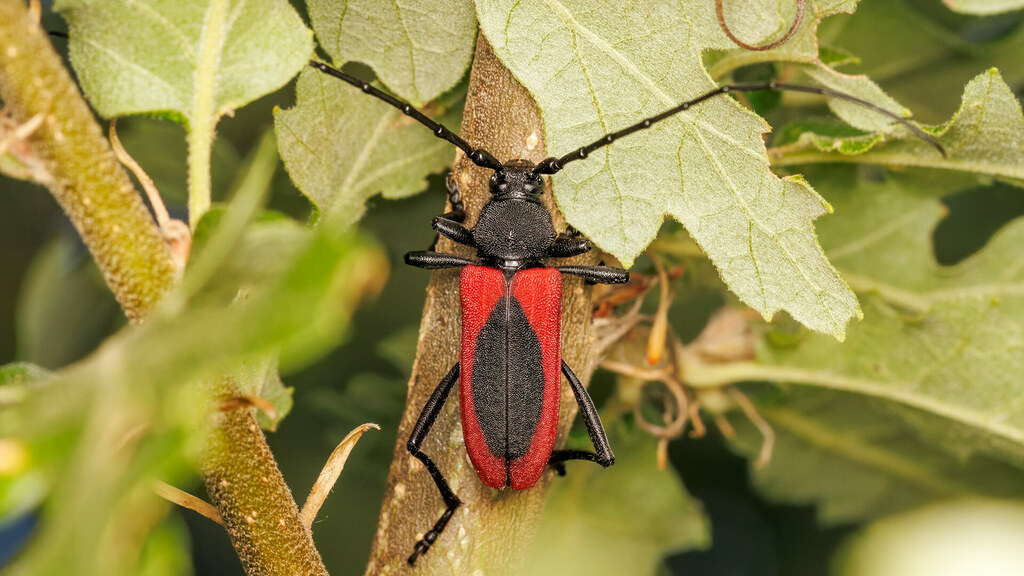 Cerambycidae Purpuricenus kaehleri