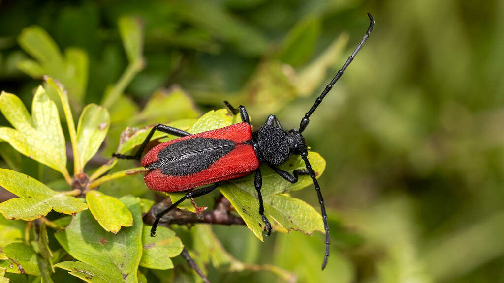 Cerambycidae Purpuricenus kaehleri