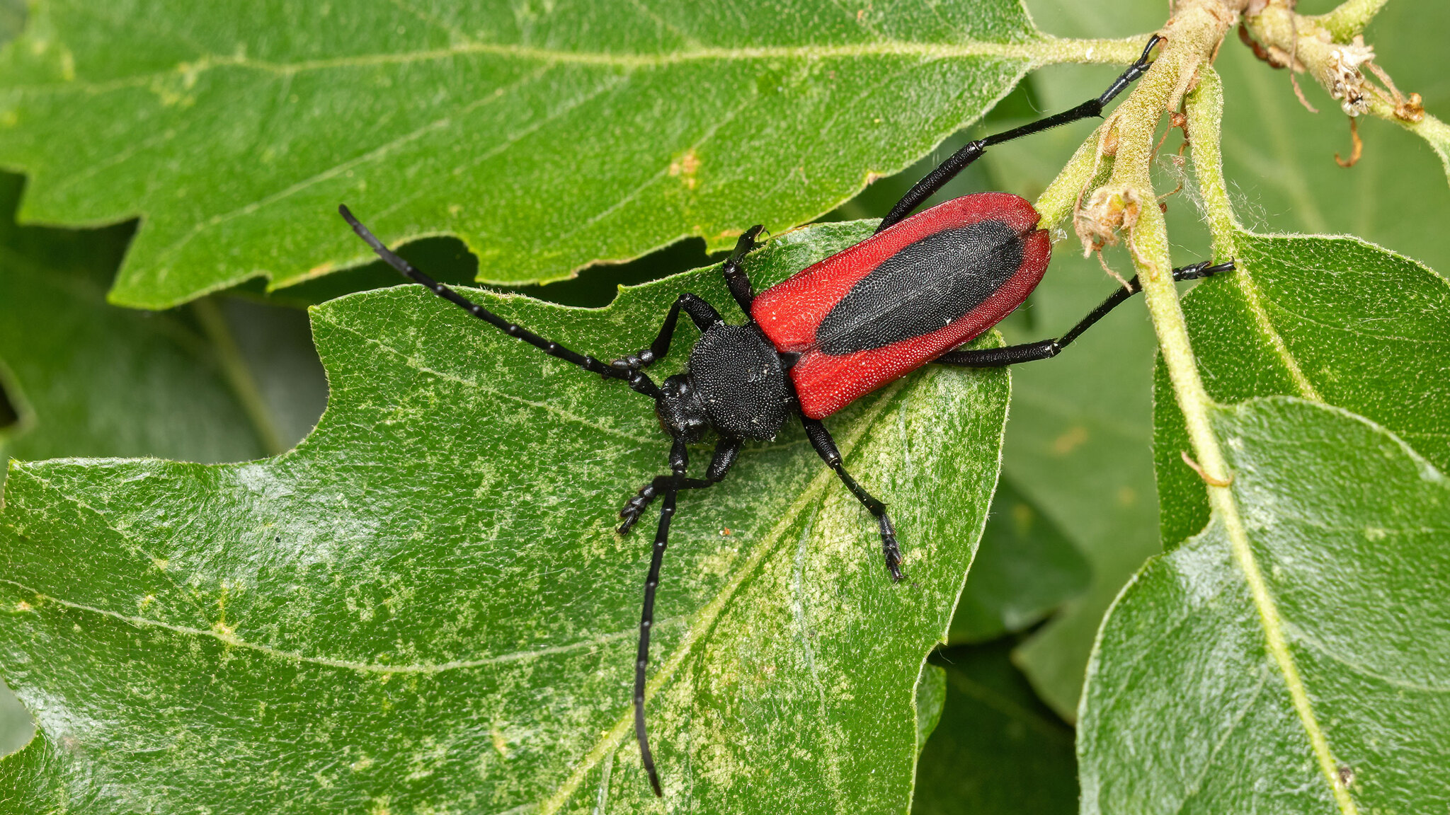 Cerambycidae Purpuricenus kaehleri