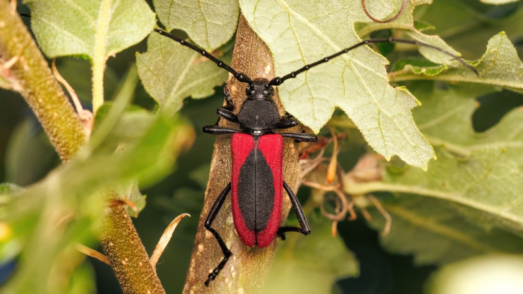 Cerambycidae Purpuricenus kaehleri