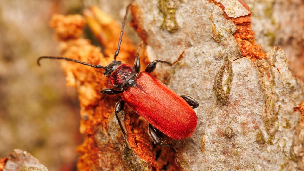 Cerambycidae Pyrrhidium sanguineum