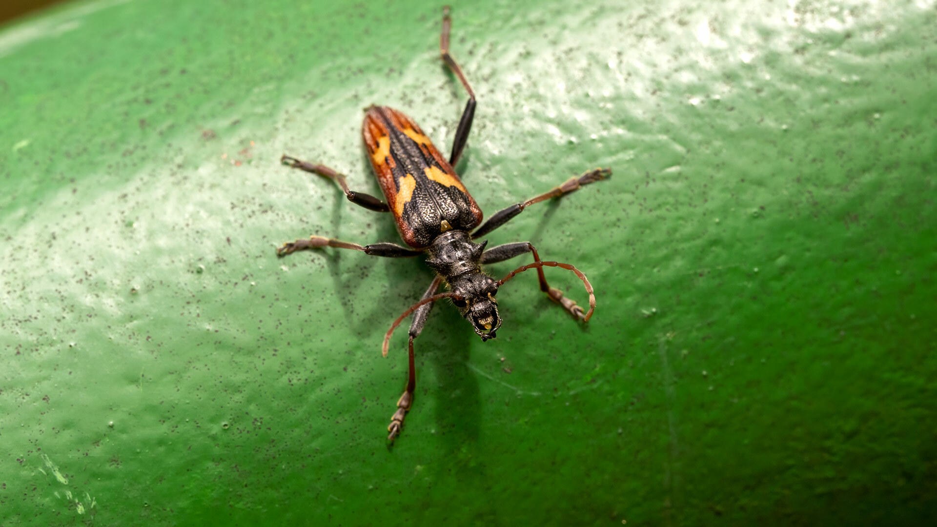 Cerambycidae Rhagium bifasciatum