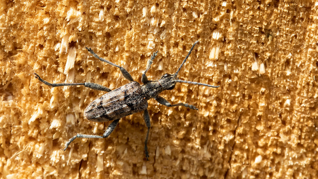 Cerambycidae Rhagium inquisitor
