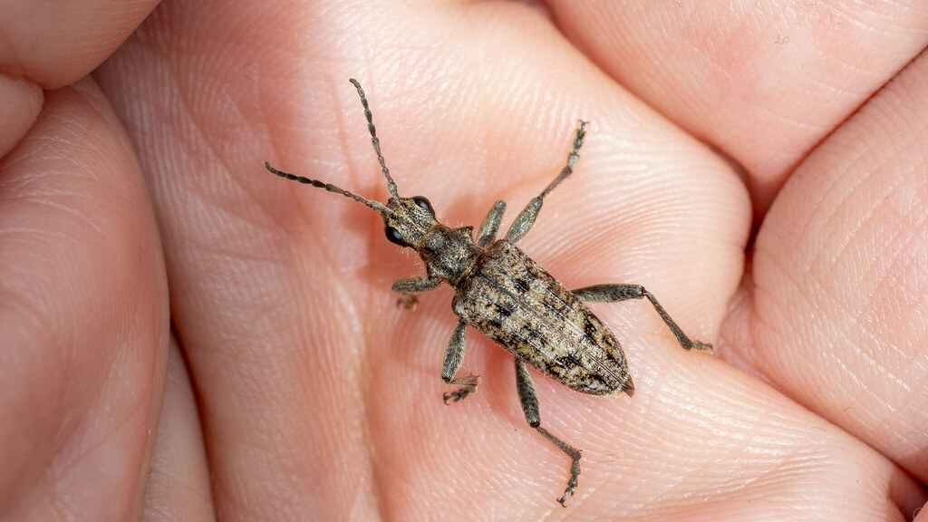 Cerambycidae Rhagium inquisitor