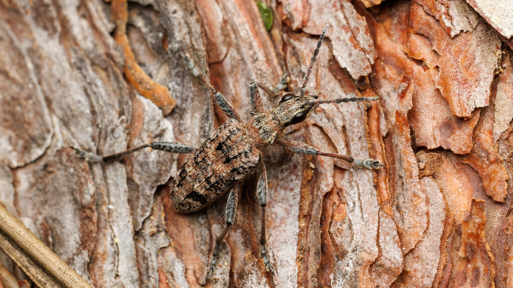 Cerambycidae Rhagium inquisitor