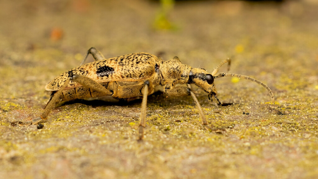 Cerambycidae Rhagium mordax