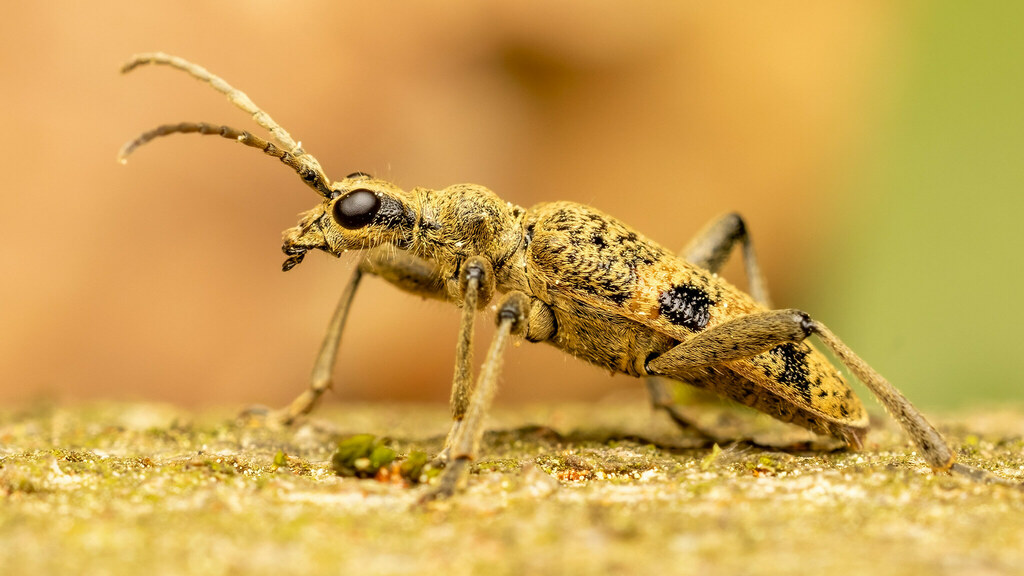 Cerambycidae Rhagium mordax