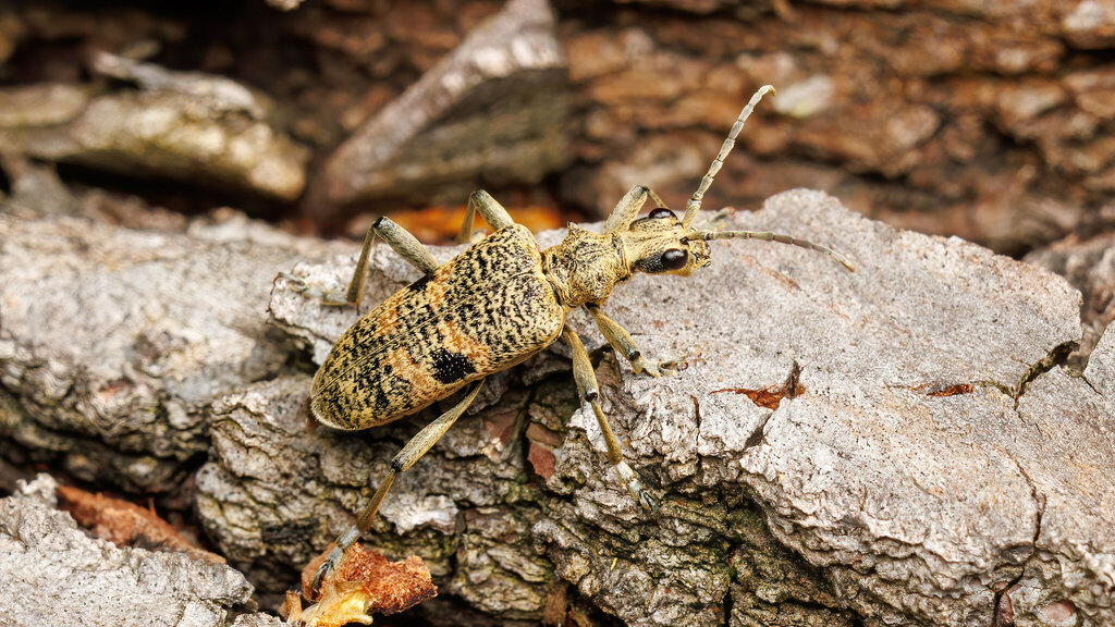 Cerambycidae Rhagium mordax