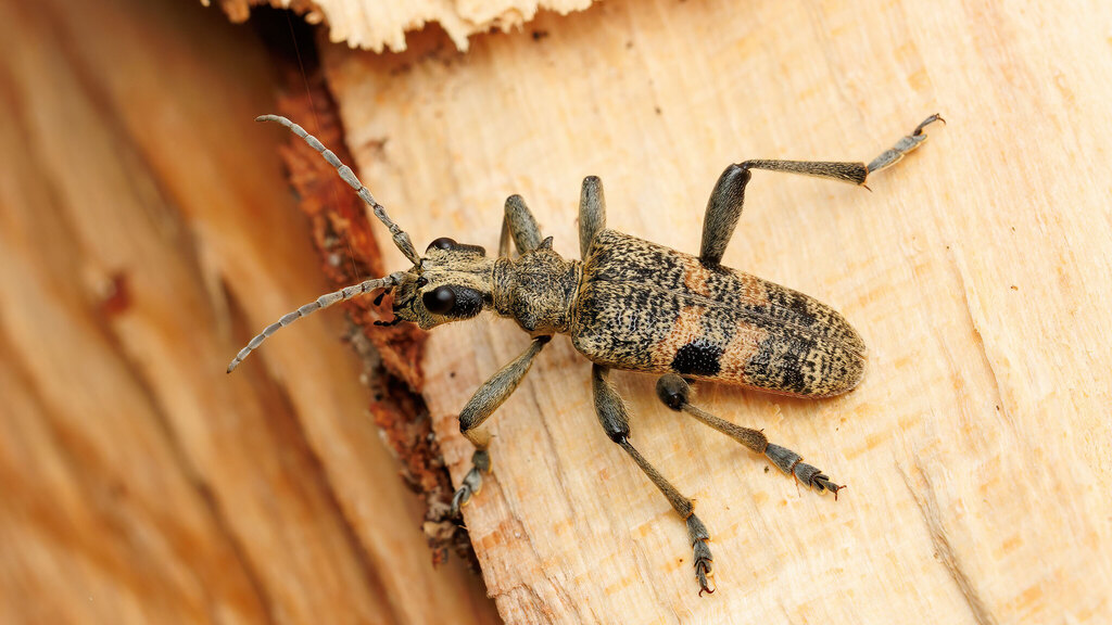 Cerambycidae Rhagium mordax