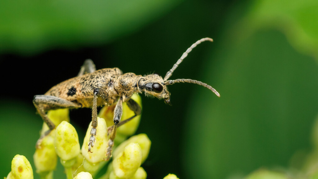 Cerambycidae Rhagium mordax