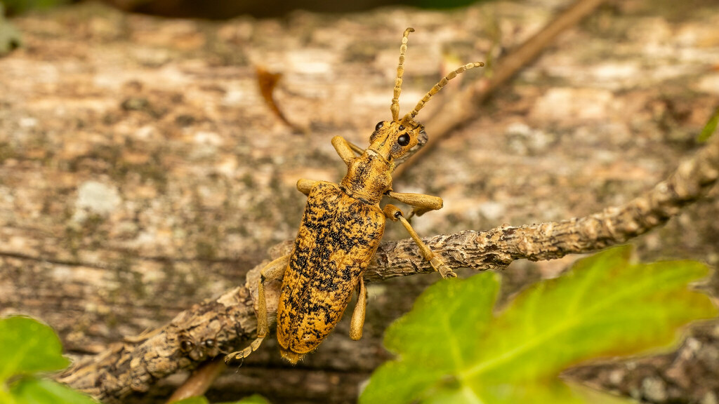 Cerambycidae Rhagium sycophanta