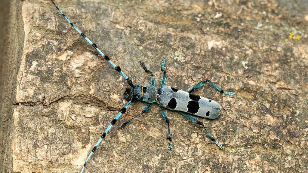 Cerambycidae Rosalia alpina