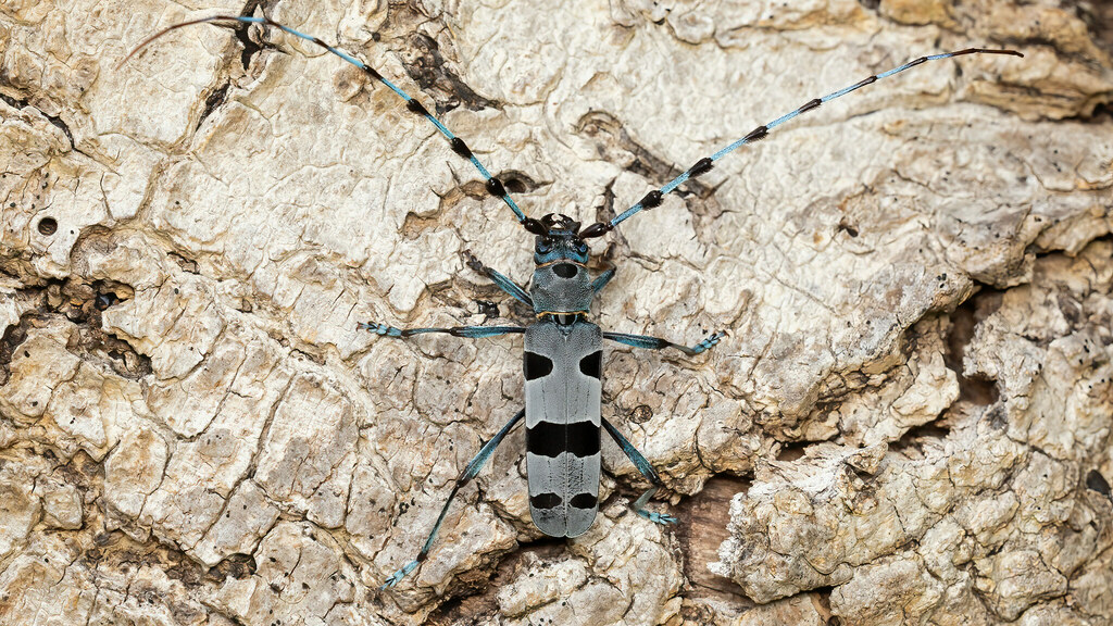 Cerambycidae Rosalia alpina