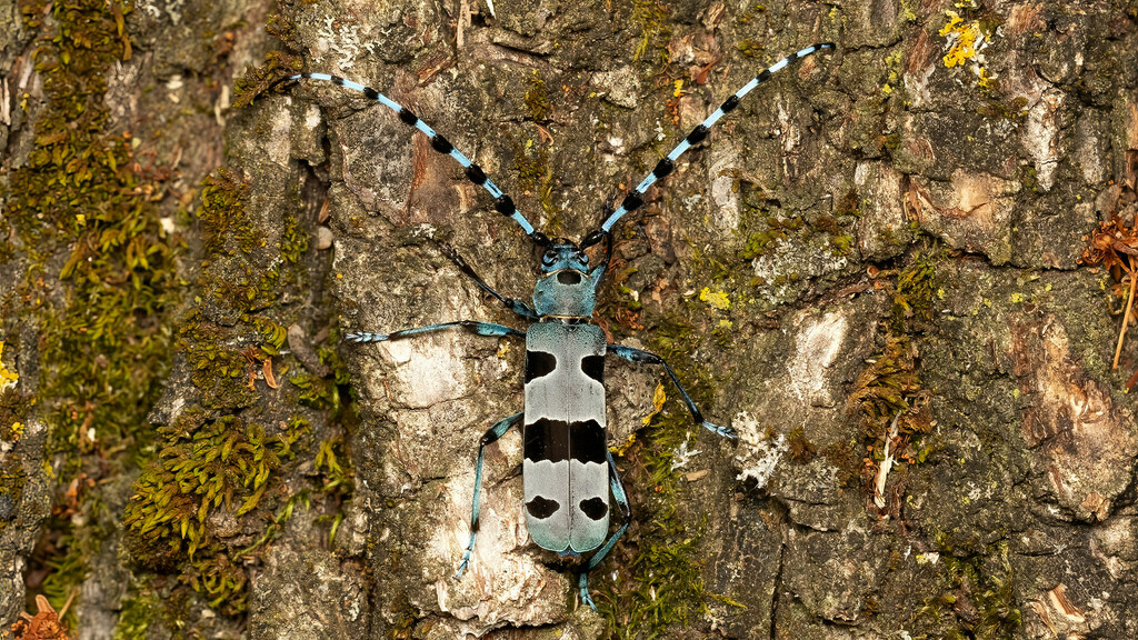 Cerambycidae Rosalia alpina