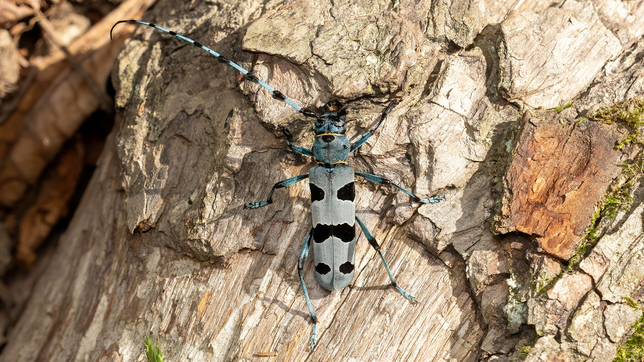 Cerambycidae Rosalia alpina