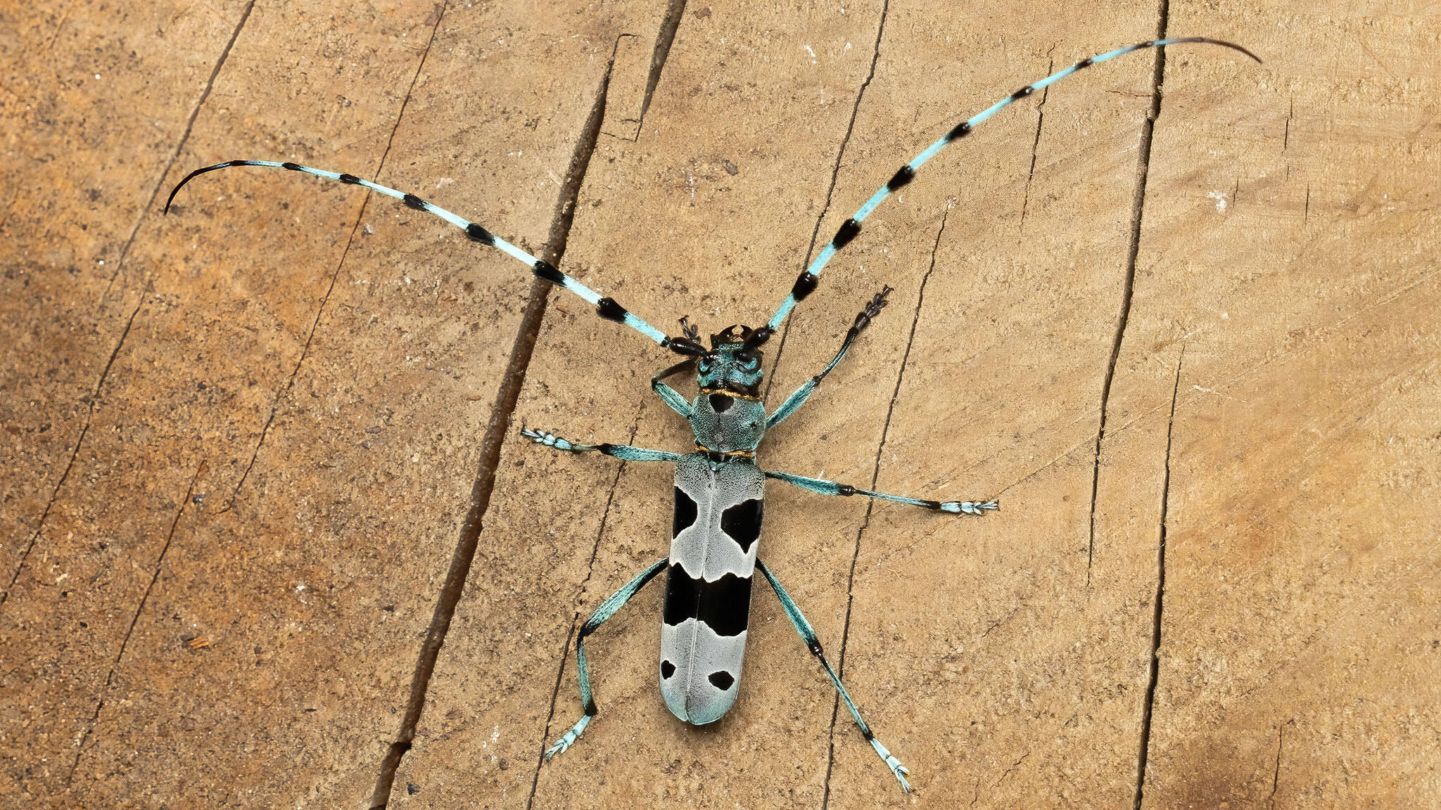 Cerambycidae Rosalia alpina