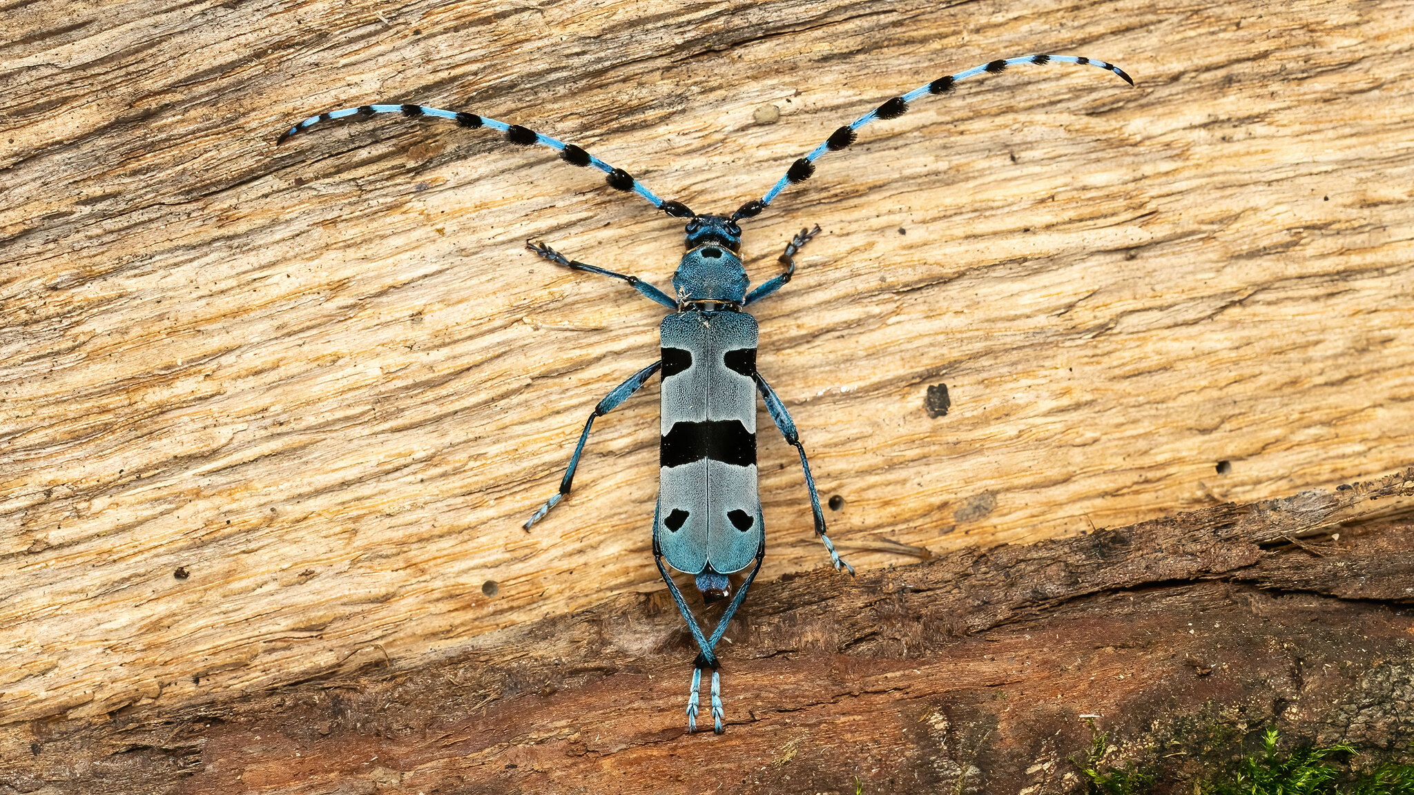Cerambycidae Rosalia alpina