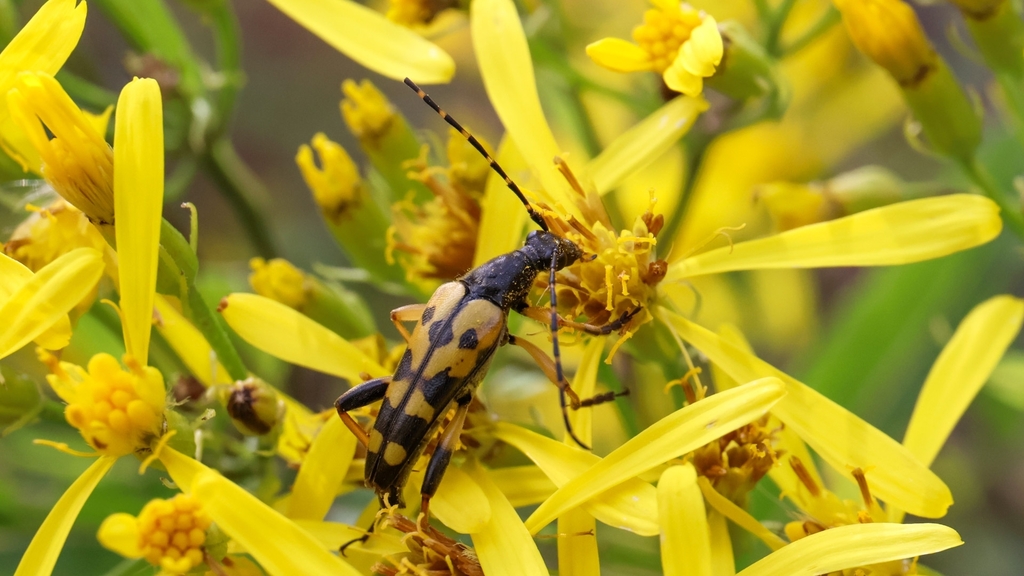 Cerambycidae Rutpela maculata