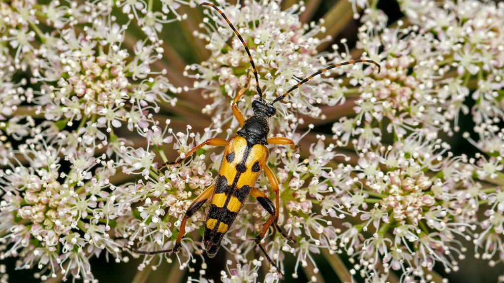 Cerambycidae Rutpela maculata